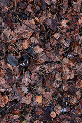 A Top-Down View Of A Dark, Wet Forest Floor Covered With Brown Autumn Leaves And Pine Needles After Rain.