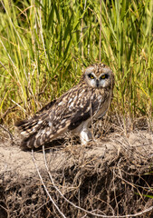 A sleepy short-eared owl with an injured eye against a background of green grass during the day
