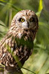 A sleepy short-eared owl with an injured eye against a background of green grass during the day
