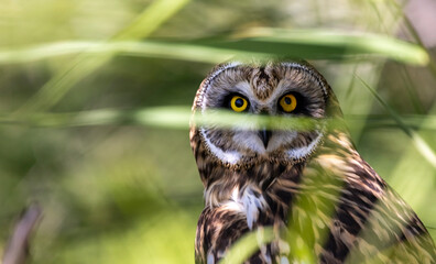 A sleepy short-eared owl with an injured eye against a background of green grass during the day
