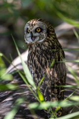 A sleepy short-eared owl with an injured eye against a background of green grass during the day

