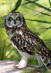 A sleepy short-eared owl with an injured eye against a background of green grass during the day
