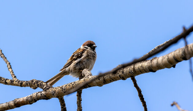 a common grey city sparrow sits on a branch
