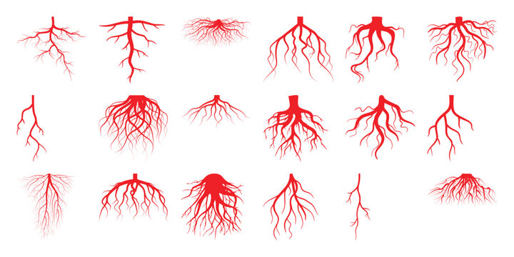 Collection of Red Root Systems and Vein Networks on White Background