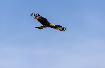 a large kite bird with brown plumage in flight

