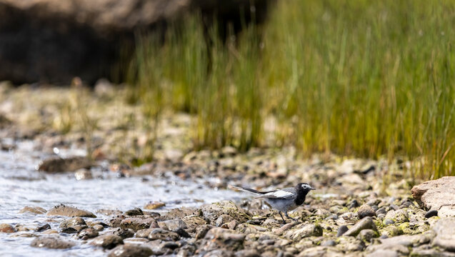a small grey wagtail bird on the lake
