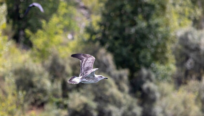 a large river gull in flight over a river
