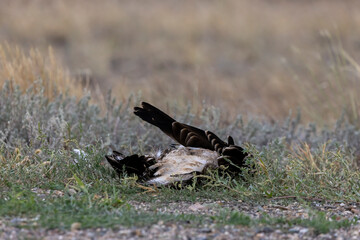 a dead bird hit by the roadside