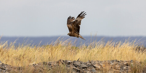 a large kite bird with brown plumage in flight
