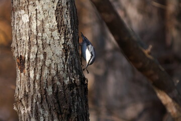 毛虫を捕ったゴジュウカラ