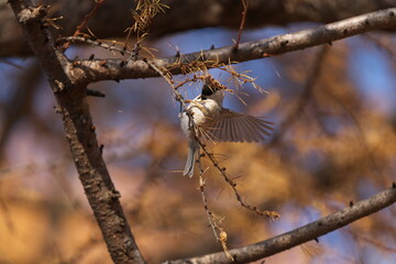 紅葉したカラマツの枝に止まったコガラ