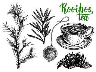 Rooibos tea hand drawing. Floral branch, rooibos leaves and teacup filled with traditional natural drink. Plant twig made into hot beverage. Sketch