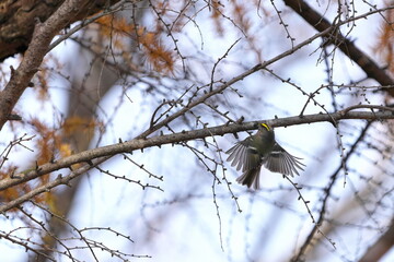 羽ばたくキクイタダキ