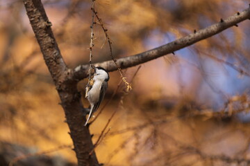 紅葉したカラマツの枝に止まったコガラ