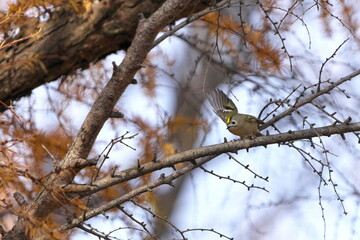 羽ばたくキクイタダキ