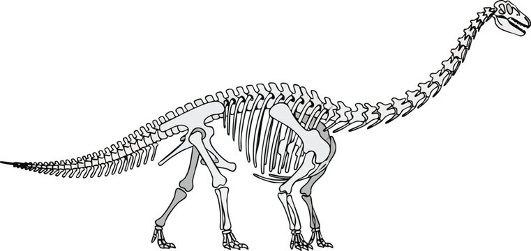 Illustration of a Diplodocus Dinosaur Skeleton