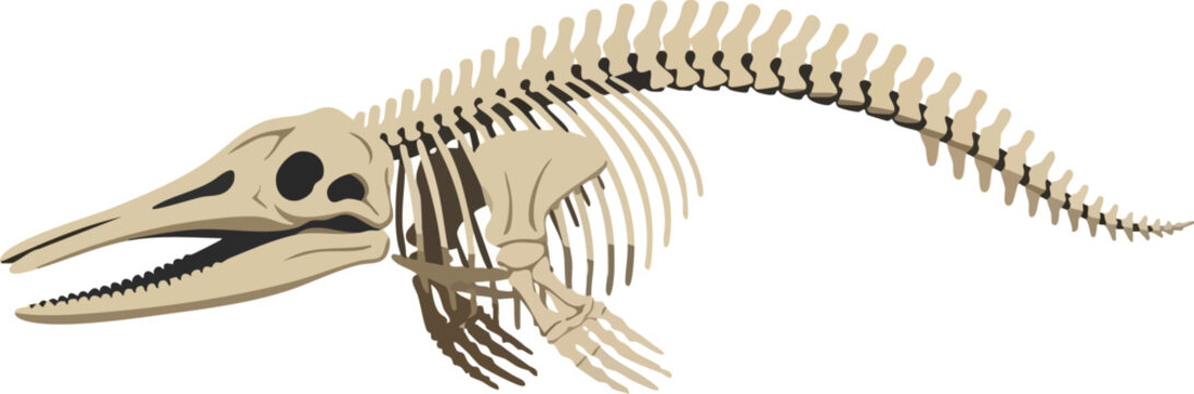 Ancient Aquatic Predator Ichthyosaur Skeleton Illustration