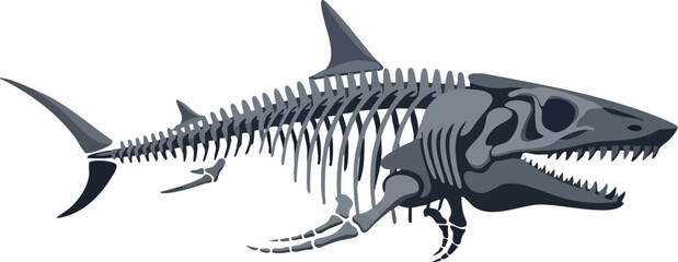 Shark Skeleton Anatomy An Intricate Aquatic Structure Illustration