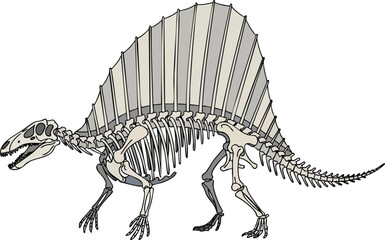 Skeletal Illustration of Dimetrodon with Prominent Sail © FRIDA STORE