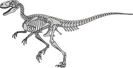 Detailed depiction of a Compsognathus dinosaur skeleton on a white backdrop © FRIDA STORE