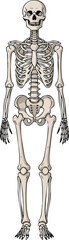 Anatomical Art Detailed Human Skeleton Illustration