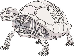 The Skeletal Structure of a Turtle A Detailed Anatomical Illustration