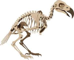Dodo Bird Skeleton Anatomy Extinct Animal Skeletal Structure © FRIDA STORE