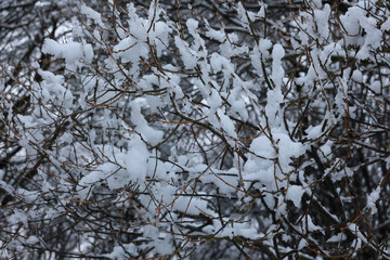 A Dense Tangle Of Thin Bush Branches Generously Covered With Wet, Clumpy Snow, Creating A Graphic Winter Pattern