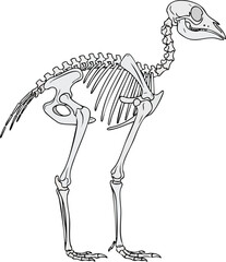Skeleton of a Bird Anatomical Illustration for Educational Purposes