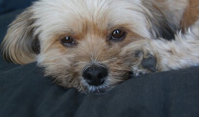 Mr Jack en 2019 un chien shih tzu  adorable 