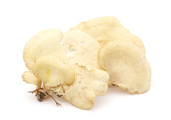 Close-up of snail against white background,France 