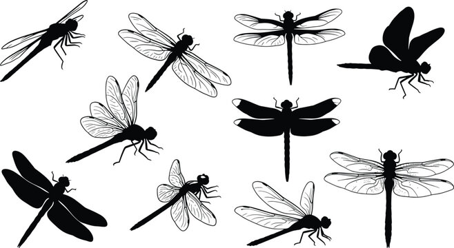 Illustration of collection of dragonfly silhouettes isolated on set of insect silhouettes vector illustration of flying dragonflies dragonfly silhouette set