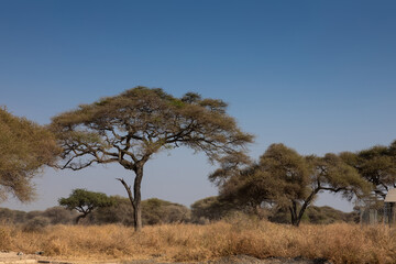 Obraz premium Beautiful African savannah. Large trees. Bushes. Sunny summer day. 