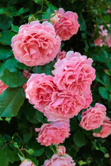 Beautiful pink rose flowers growing on a support in a garden in Nagano.
