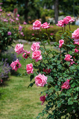 Beautiful pink rose flowers growing on a support in a garden in Nagano.