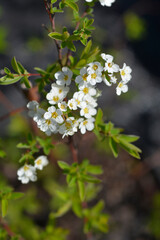 Grefsheim spirea flowers - Latin name - Spiraea x cinerea Grefsheim