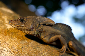 Brown basilisk, striped basilisk // Streifenbasilisk (Basiliscus vittatus) - Roatan island, Honduras