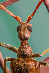 stag beetle on a branch