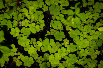 green leaves background