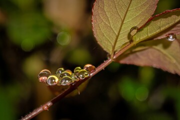 ants on a leaf