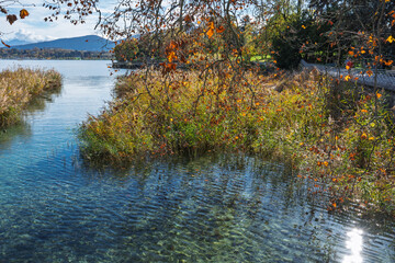 La roselière du parc Barton, Genève