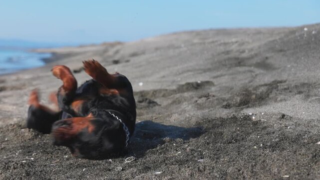 The dog somersaults the beach near the sea
