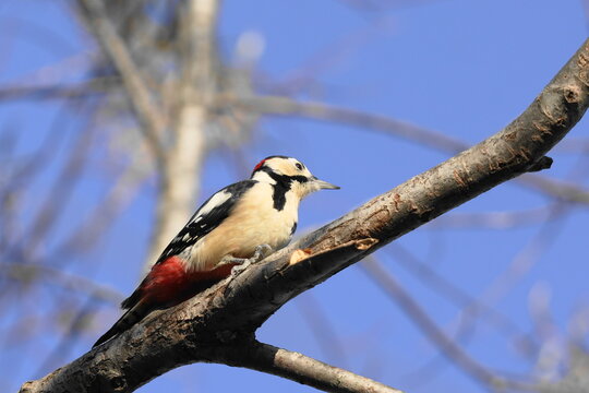 枝にとまるアカゲラ