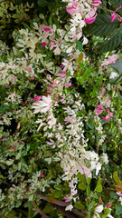 Close up Pithecellobium dulce plant