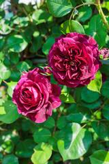 Beautiful purple-red rose flowers blooming in a garden in Nagano.