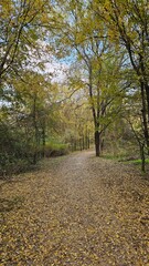 Wooded Path Covered with Yellow Fallen Leaves in Autumn Park (노란 낙엽으로 덮인 가을 공원 숲 오솔길)