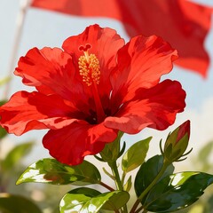 red hibiscus flower