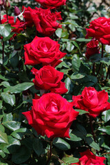 Beautiful red roses flowers blooming in a garden in Nagano.