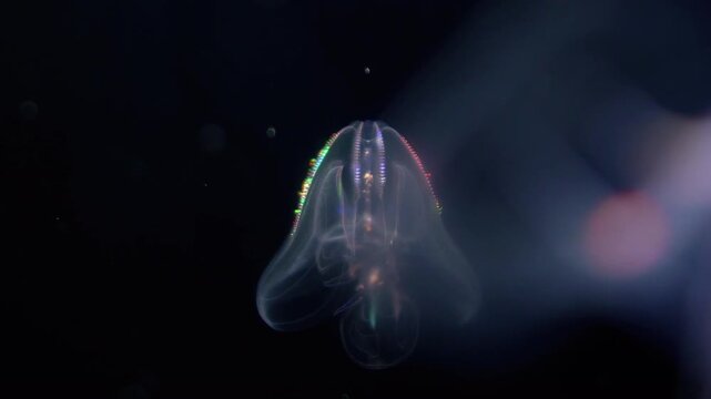 Bioluminescent Jellyfish Warty Comb Jelly Floating Extreme Closeup of Mnemiopsis Leidyi