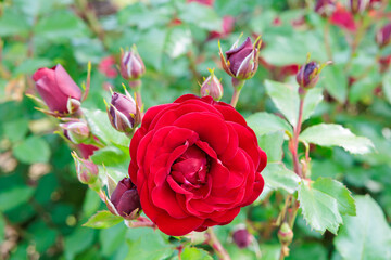 Close-up of beautiful red rose flowers blooming in a garden in Nagano.